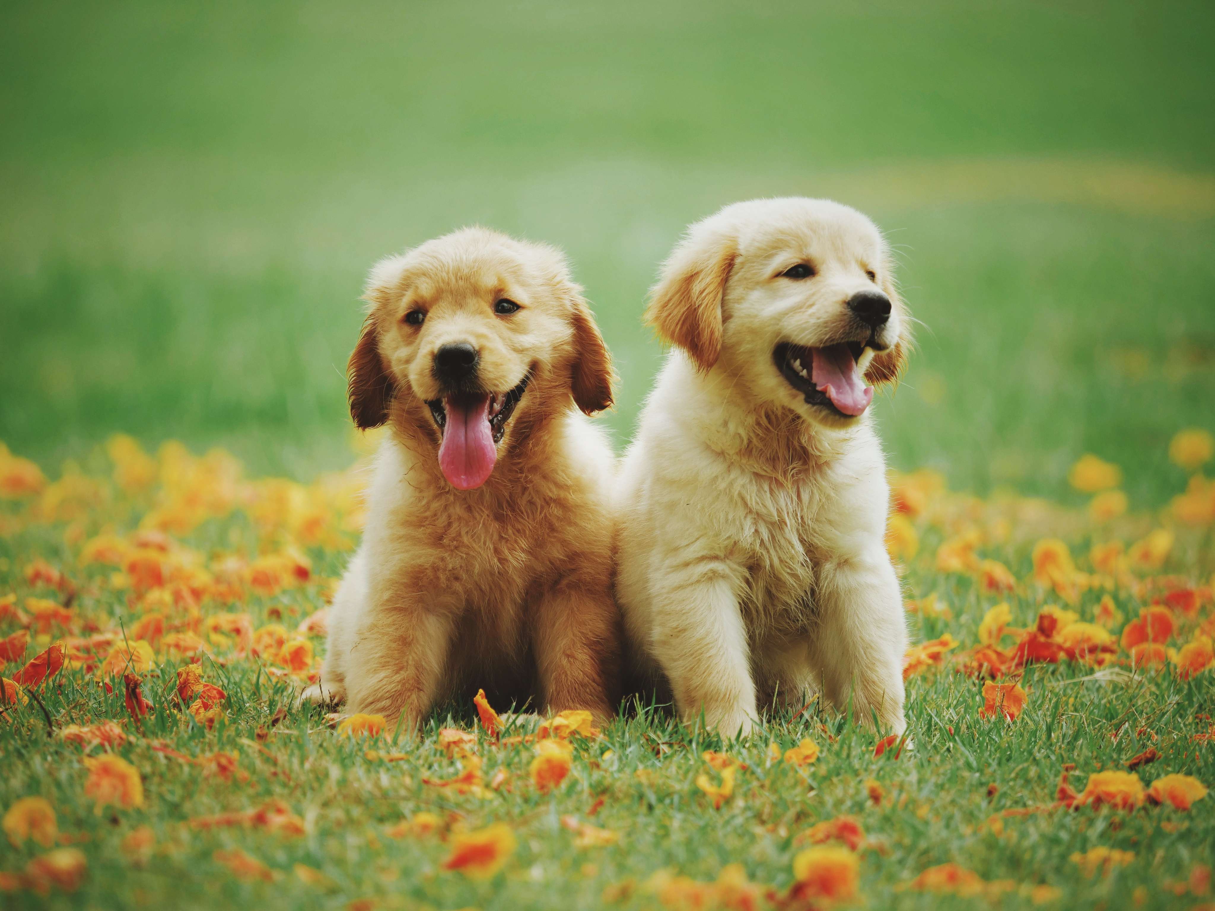 mini golden retriever