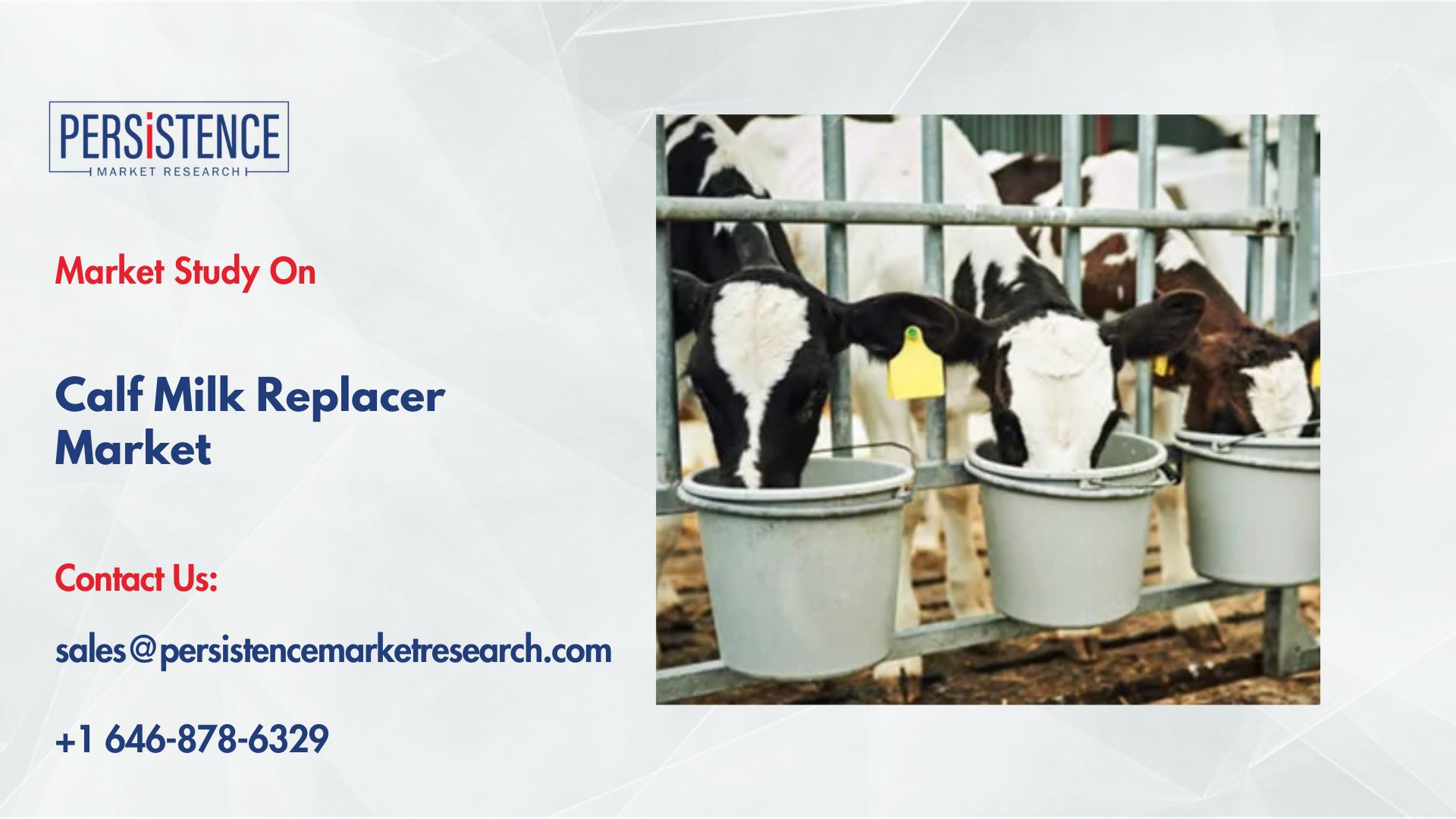 Calf Milk Replacer Market Dominated by Dairy-Based Formulas for Optimal Growth – Vocal