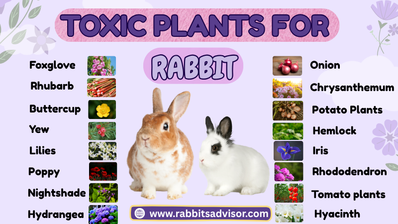 A-Z Guide of 100+ Dangerous Plants for Rabbits?