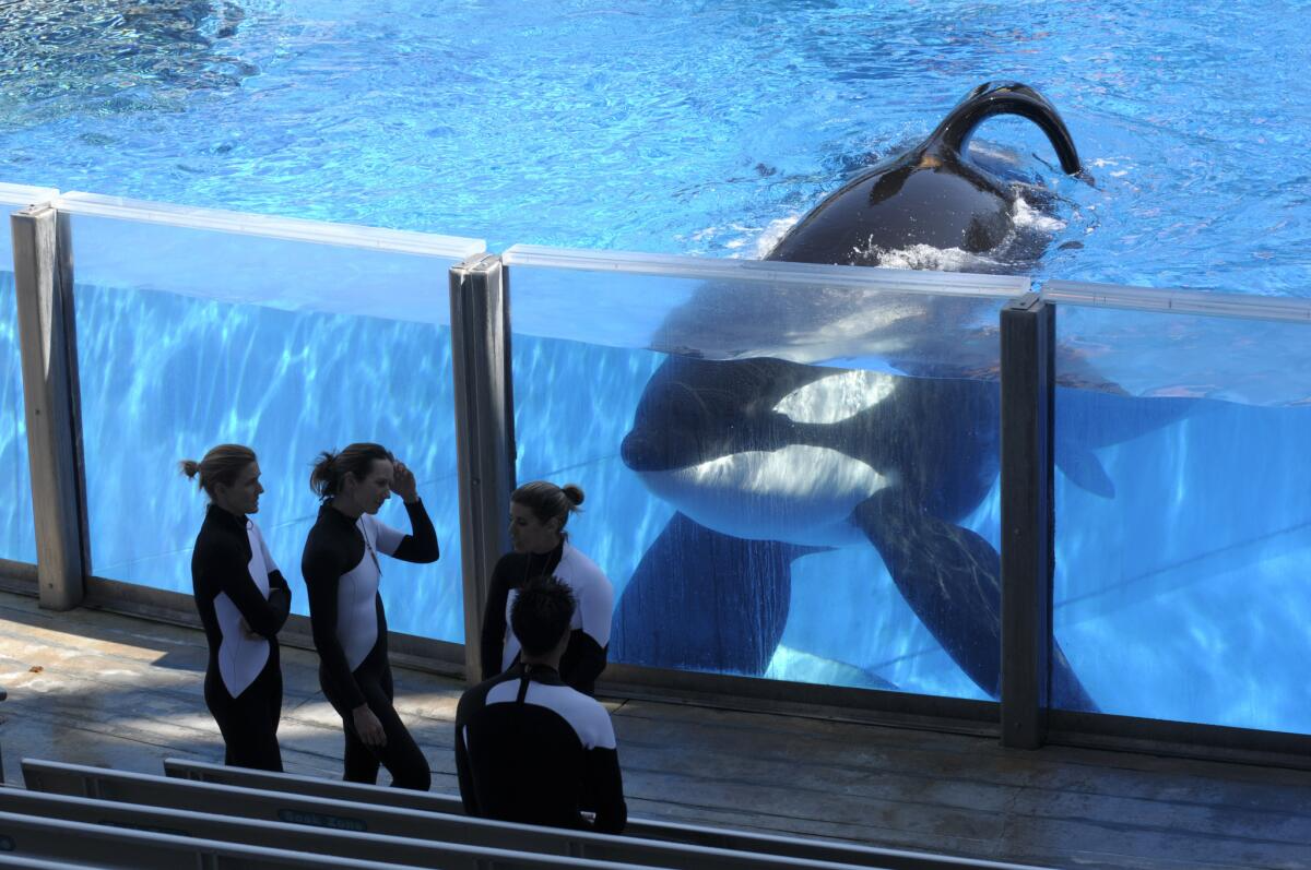 Jessica Radcliffe Orca Attack Video Is Fake, Experts Confirm the Truth  Behind the Viral Clip | Journal