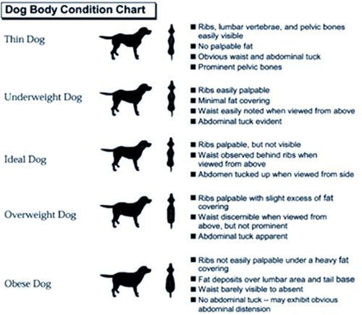 Overweight Dog Chart