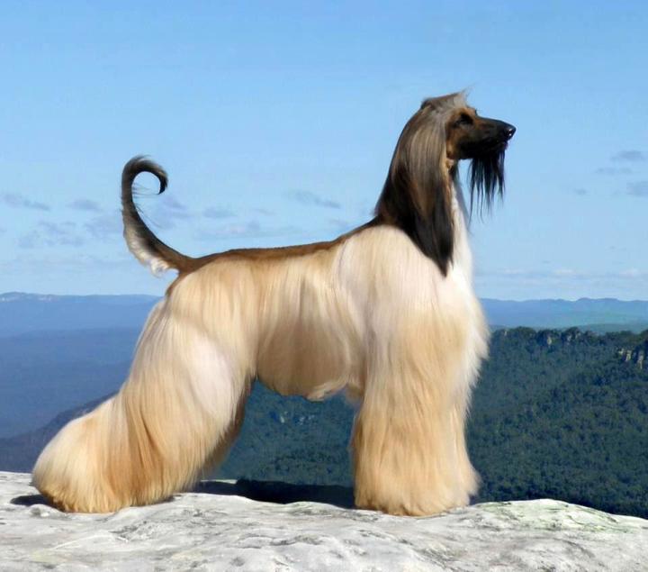 Dog Breeds For Families With Allergies
