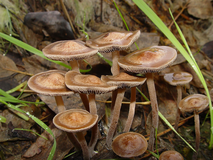 Florida Mushroom Identification Chart