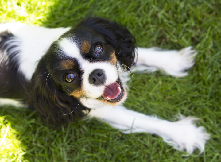 king charles cavalier health issues