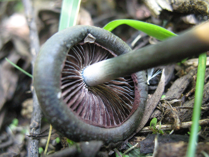 Spore Print Color Chart