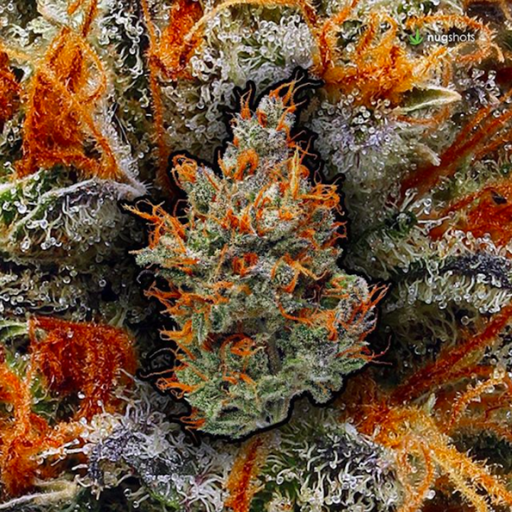 Cannabis Instagram Accounts You Need to Follow