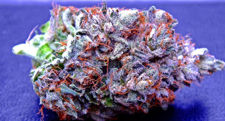 Most Beautiful Marijuana Strains