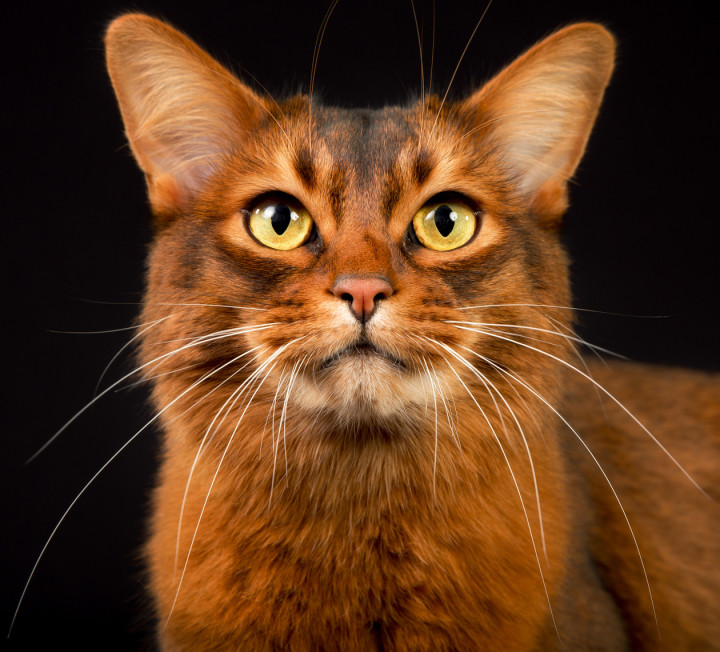 Exotic Cat Breeds