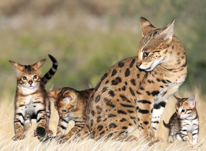 Wild Cat Breeds As Pets