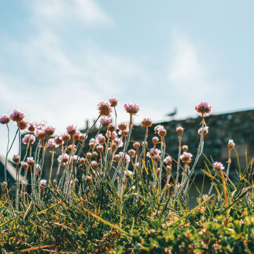 Flowers in front of the Castle Walls