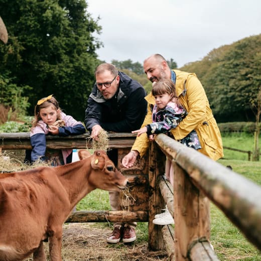 Feeding two calves