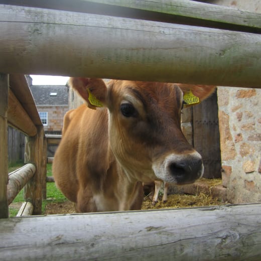 A Jersey Cow