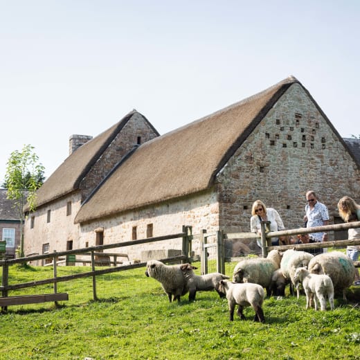 family look at a flock of sheep