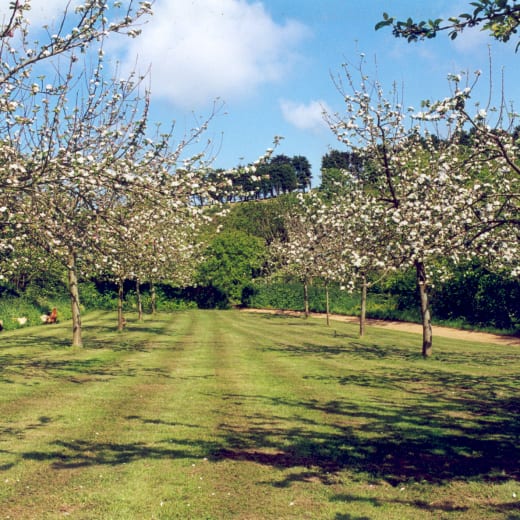 An apple orchard