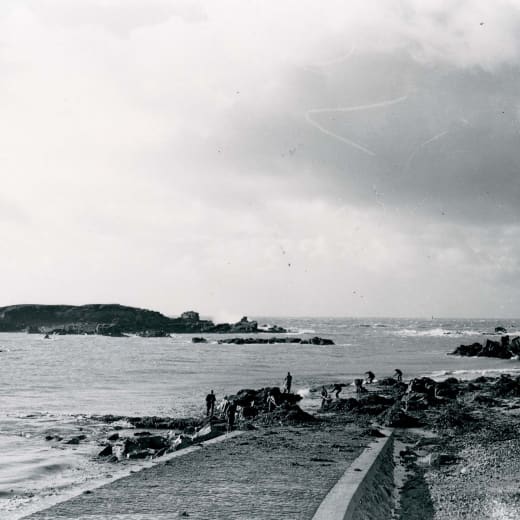 Gathering seaweed in 1950