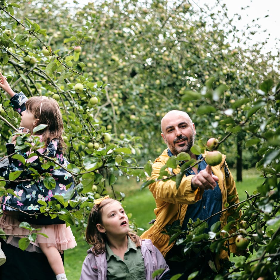 Four people pick apples