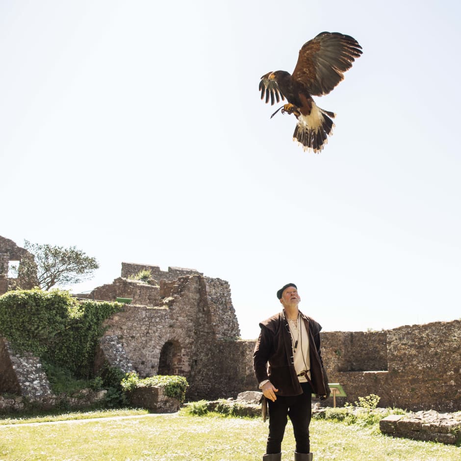 a hawk flying