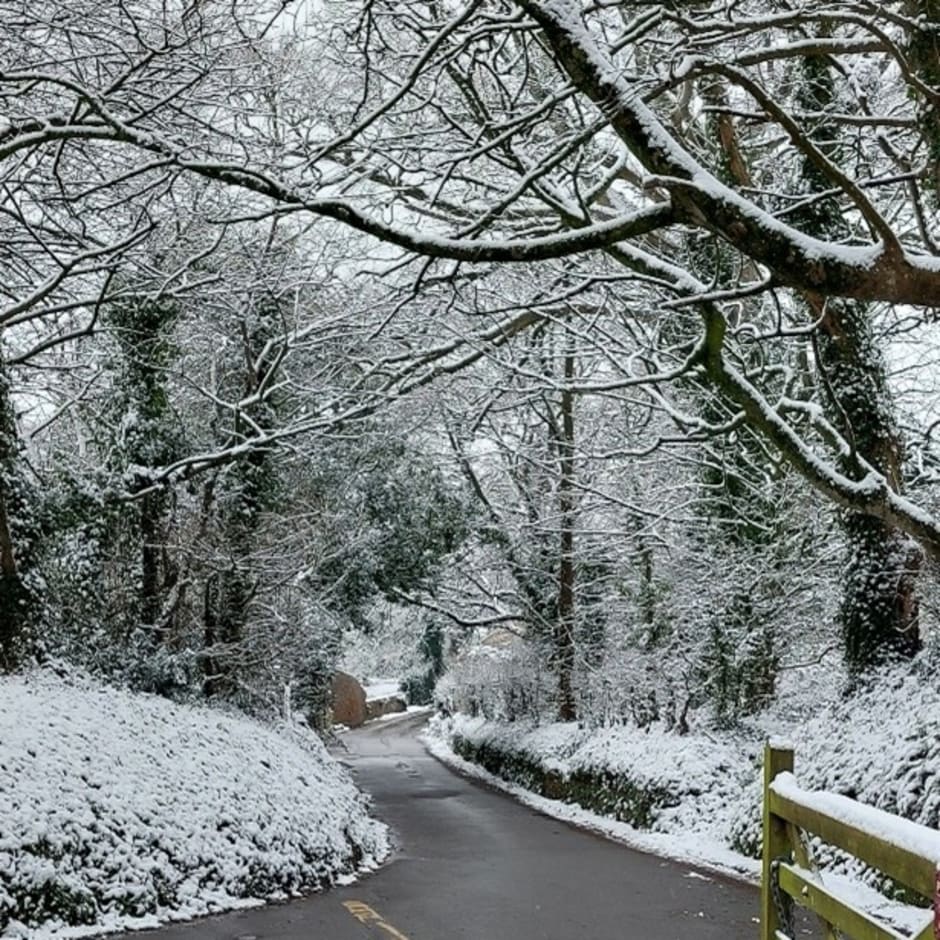 A road with snow covered trees
