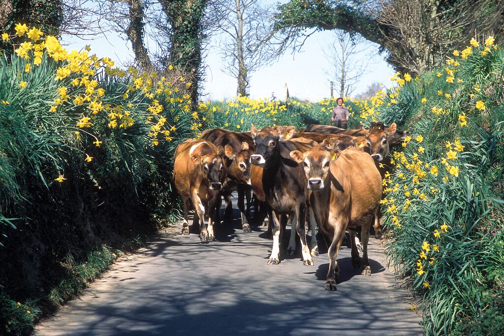 A herd of cows in a lane