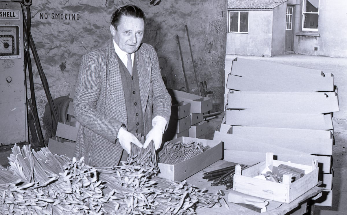 Man sorts cut daffodils