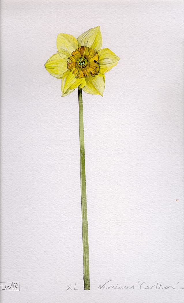 Daffodil Drawing