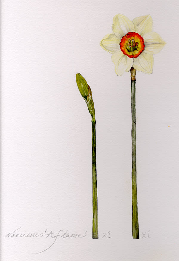 Daffodil Drawing