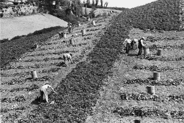 Black and White Photo of Potato Harvest 1939