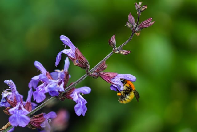 Close up of a bee on a purple flower