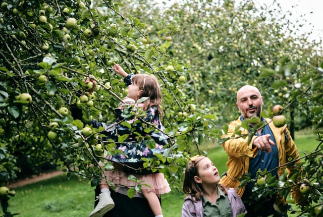 Family picking apples