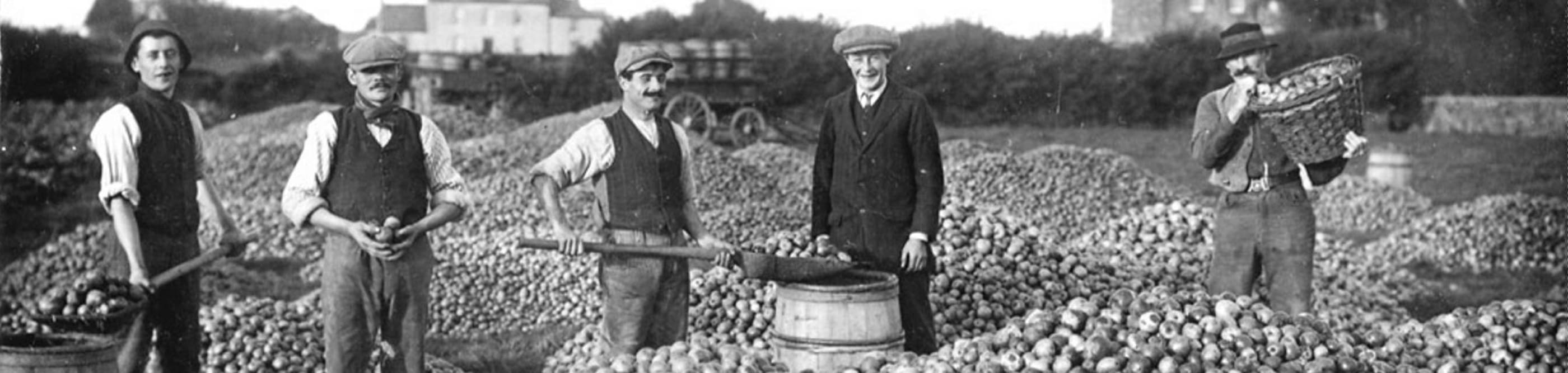 Black and White Photo of Apple Harvest from 1950s