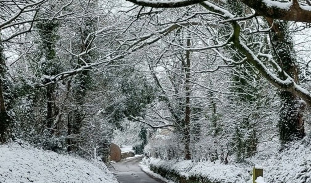 A road with snow covered trees