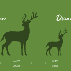 Diagram showing size difference between normal adult and dwarf red deer