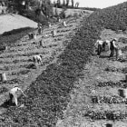 Black and White Photo of Potato Harvest 1939