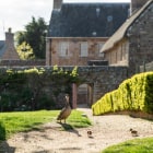 Farm buildings with chickens