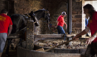 Three people in red tshirts and a large black horse crush apples in a stone apple crusher