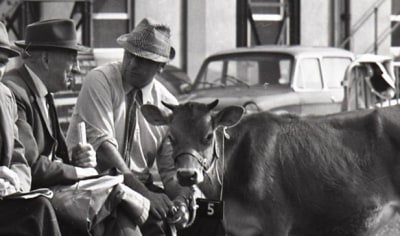 A black and white photo of two men and a Jersey cow