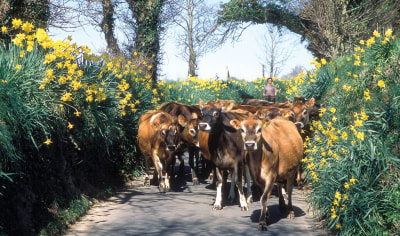 A herd of cows in a lane