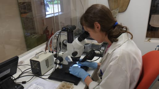 Scientist works on cleaning Coriosolitae coins in a lab