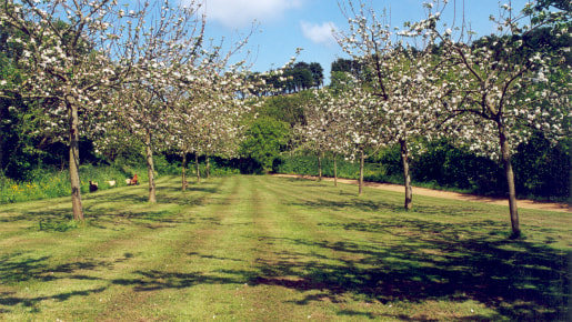 An apple orchard