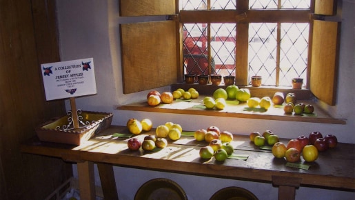 Apples on a windowsill