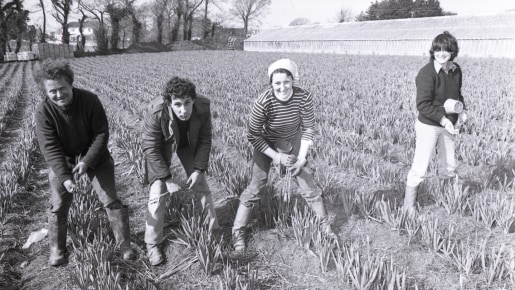 four people in a field picking daffodils