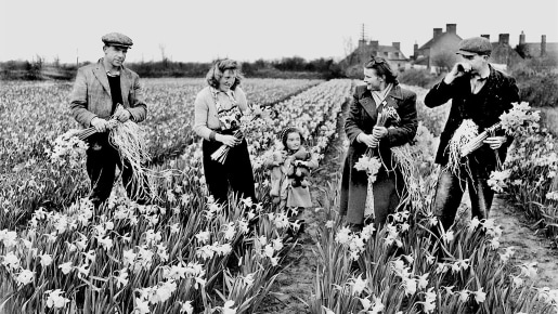 Group pick daffodils