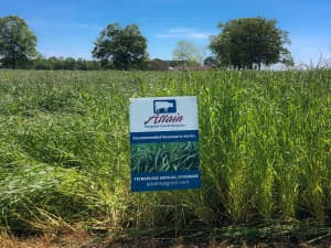 Attain Tetraploid Annual Ryegrass at Atmore, AL.