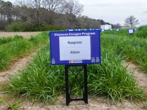 A patch of long grass with a sign in front of it. The sign says: Clemson Forage Program, Ryegrass Big Boss