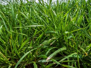 Close-up of tall green grass.