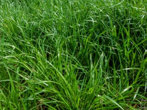 Close-up of tall green grass.