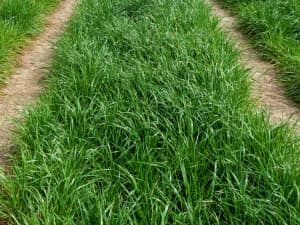 A dense patch of long green grass.