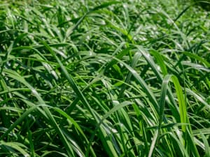 Attain Tetraploid Annual Ryegrass blades of grass in South Carolina