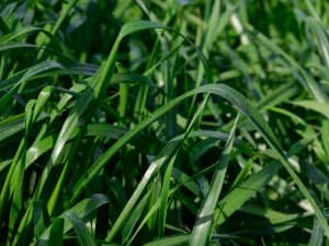 Attain Tetraploid Annual Ryegrass green shiny dense grass blades bent over.