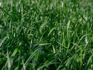 Attain Tetraploid Annual Ryegrass green shiny dense grass blades bent over.